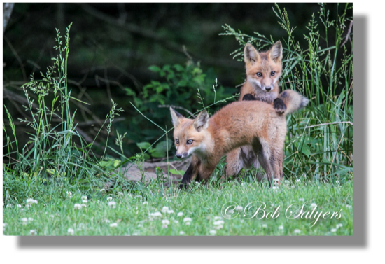 Fox Kits